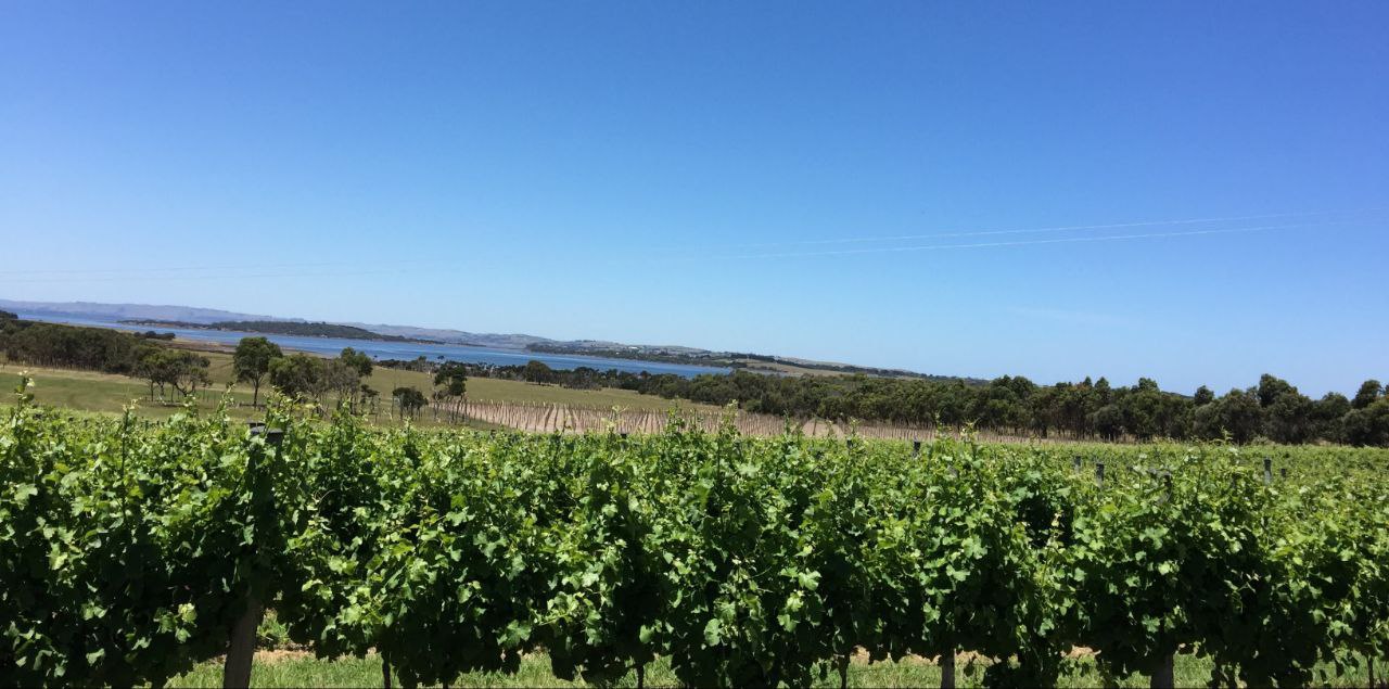 My aunt's vineyard
